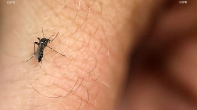 Dengue : 13 cas recensés en deux semaines, La situation est  ... Image 1