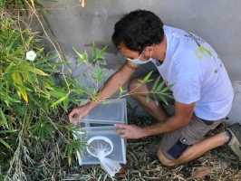 L'efficacité de la Technique de l’Insecte Stérile est démont ... Image 1