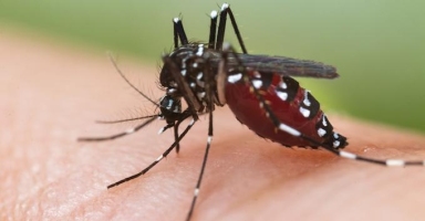 Dengue à La Réunion : Un nouveau décès. Image 1