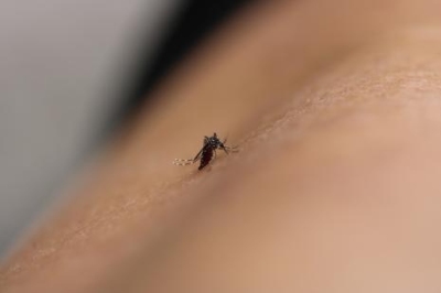 Feu vert de l'EMA pour un nouveau vaccin contre la dengue. Image 1