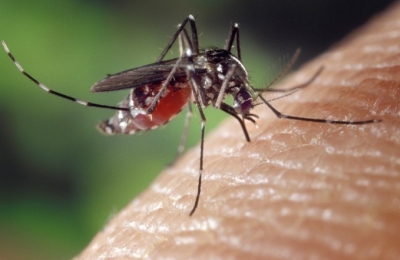 Dengue : Avec l'été qui s'installe, la crainte d'une reprise ... Image 1