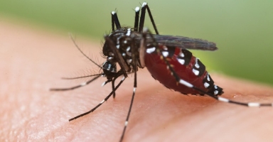 Dengue : 5 cas en une semaine. Image 1