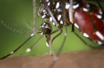 Dengue : Le nombre de cas reste bas mais &quot;une reprise de l’é ... Image 1