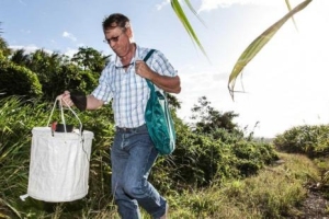 L'insecte stérile fait ses preuves à la Réunion Image 1