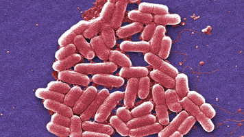 La crésomycine : nouvel antibiotique pour lutter contre les  ... Image 1
