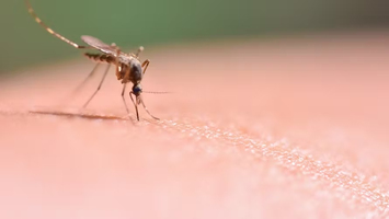 Pourquoi les moustiques nous piquent ? Quel type de peau les ... Image 1