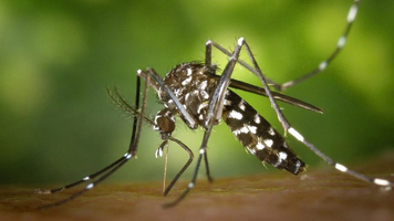 Un cas autochtone de chikungunya à La Réunion, une première  ... Image 1