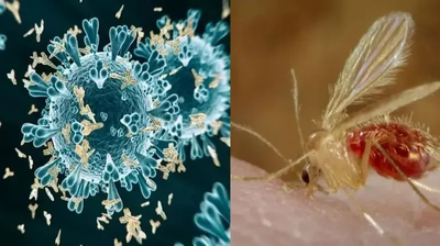 Chandipura : un virus inquiétant venu d’Inde. Image 1