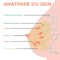 Cancer du sein : des traceurs dans l’organisme pour mieux re ... Image 1