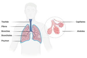 Cancer du poumon : la mortalité chuterait fortement avec des ... Image 1