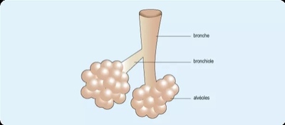 Bronchiolite : l’ARS alerte sur la recrudescence des cas. Image 1