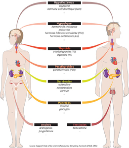 Perturbateurs endocriniens : comment les éviter ? Image 1