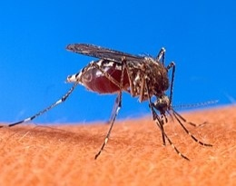 Chikungunya : 4 foyers actifs recensés, passage possible en  ... Image 1