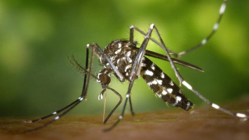 Intensification du chikungunya : 30 nouveaux cas et un foyer ... Image 1