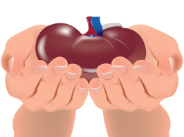 Les greffes d’organe retrouvent leur niveau d’avant-Covid en ... Image 1