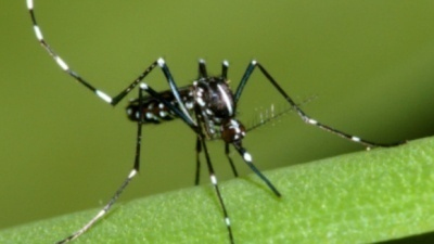 Chikungunya : 362 nouveaux cas dont 228 au Tampon. Image 1