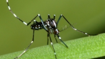 Chikungunya : augmentation significative du nombre de cas. Image 1