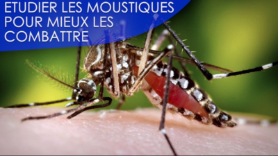 Bientôt vous pourrez tuer des moustiques avec votre sang grâ ... Image 1