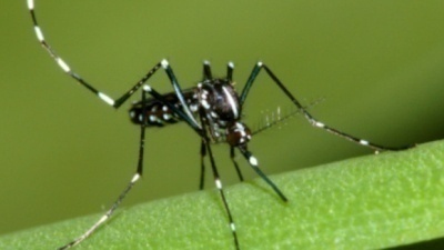 Chikungunya : 5.832 nouveaux cas confirmés, plusieurs décès  ... Image 1