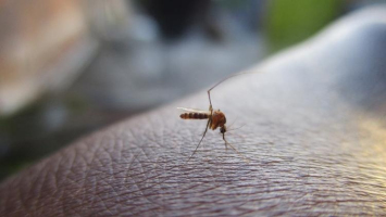 «Nitisinone» : quel est ce médicament qui pourrait rendre le ... Image 1
