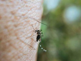 Chikungunya : Mayotte en alerte renforcée, le plan ORSEC mon ... Image 1