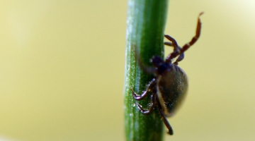 La non prise en charge de maladies vectorielles émergentes,  ... Image 1