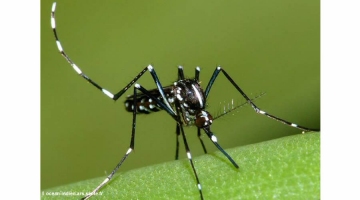 9 nouveaux cas de dengue ( ile de la Réunion ) Image 1