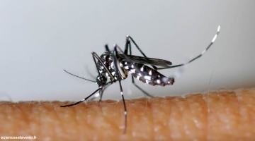 Dengue : 5 nouveaux cas signalés à la Réunion en 15 jours Image 1