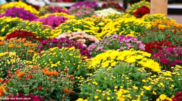 Fête de la Toussaint à La Réunion : Offrons des fleurs et no ... Image 1