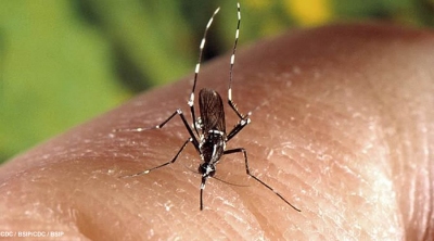 Dengue à La Réunion : circulation du virus à Saint-Paul (30/ ... Image 1