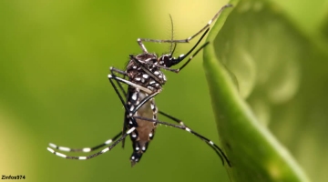 Dengue à La Réunion : un nouveau foyer à la Ravine des Cabri ... Image 1