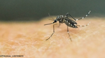 Dengue à La Réunion : accélération de la circulation du viru ... Image 1