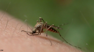 L’épidémie de dengue pique Mayotte Image 1