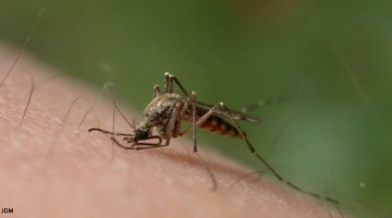 L’épidémie de dengue pique Mayotte Image 1