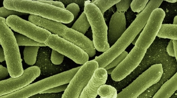 UNE MÉDICAMENT ANTIDOULEUR TIRÉ D'UNE BACTÉRIE INTESTINALE A ... Image 1