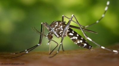 Dengue: Dix hospitalisations la semaine dernière Image 1