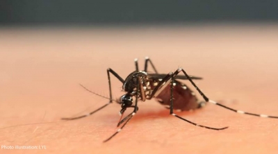 Dengue : 32 nouveaux cas signalés, 6476 cas confirmés depuis ... Image 1