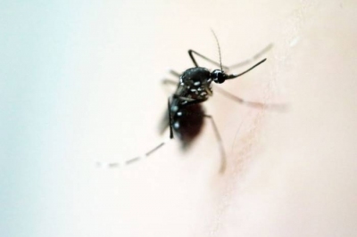 Dengue : 7 nouveaux cas diagnostiqués, les acteurs mobilisés ... Image 1