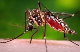 Dengue : la circulation du virus s’intensifie, 41 nouveaux c ... Image 1