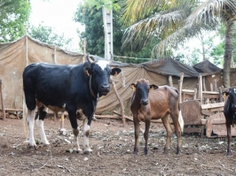 Cinq cas humains de Fièvre de la Vallée du Rift à Mayotte Image 1