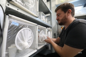 Lutte contre la dengue : les moustiques stériles prêts au dé ... Image 1