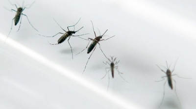 Dengue: 442 cas confirmés en une semaine, la circulation du  ... Image 1