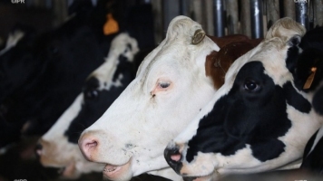 Chlamydiose bovine : Des risques &quot;extrêmement limités&quot; selon ... Image 1