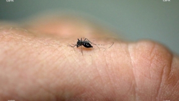 Dengue: On redescend sous la barre symbolique des 100 cas Image 1