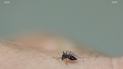 Dengue : les autorités sanitaires craignent un redémarrage p ... Image 1