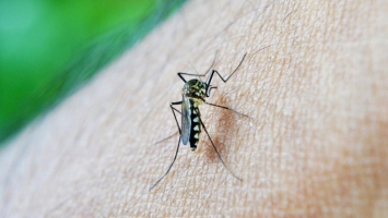 Dengue à La Réunion Le nombre de cas est en diminution, le S ... Image 1